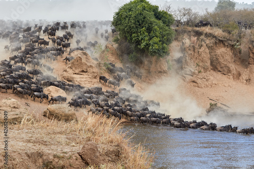 Tableau sur toile Wildebeest crossing the Mara River during the annual great migration