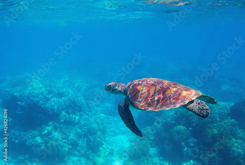 Sea turtle swimming in blue water. Sea turtle in blue water. Friendly marine turtle underwater photo. Oceanic animal in wild nature. Summer vacation activity. Snorkeling or diving banner template. © Elya.Q