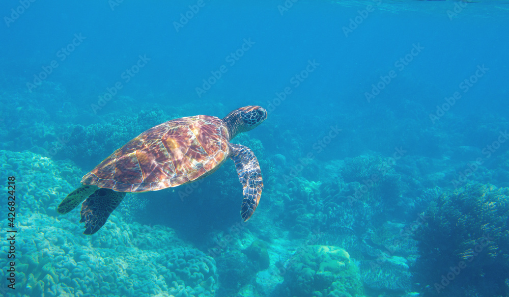 Sea turtle swimming in blue water. Cute sea turtle in blue water of tropical sea. Green turtle underwater photo. Wild marine animal in natural environment. Endangered species of coral reef.