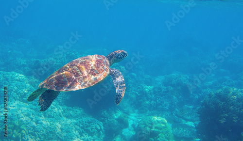 Sea turtle swimming in blue water. Cute sea turtle in blue water of tropical sea. Green turtle underwater photo. Wild marine animal in natural environment. Endangered species of coral reef. © Elya.Q