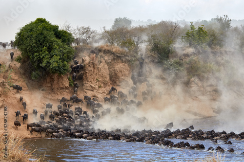 Wildebeest crossing the Mara River during the annual great migration.