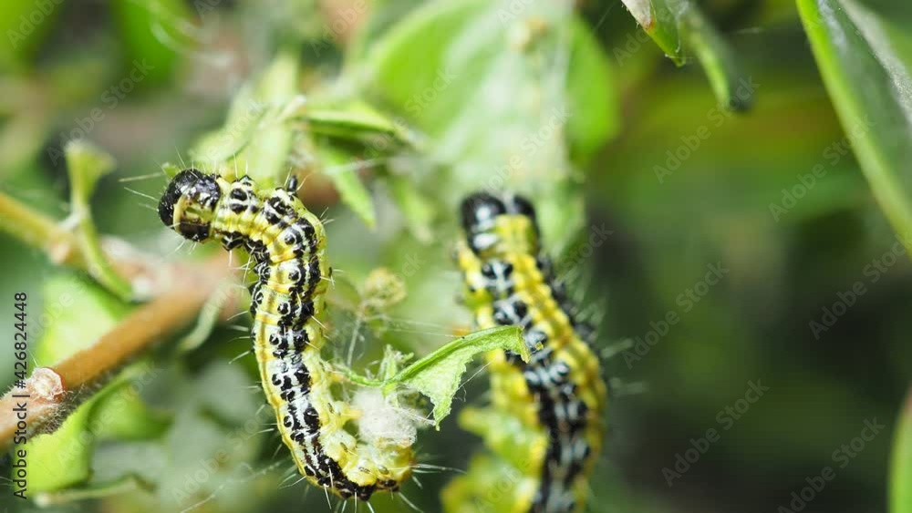 Close up of a caterpillar on branch with green leaves. Nature contest. Spring time Close up of a caterpillar on branch with green leaves. Nature contest. Spring time