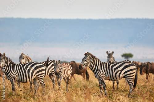 Herd of zebra at the Maasai Mara