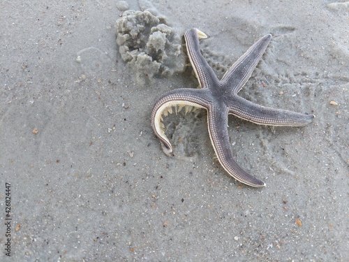 moving sea star on sand