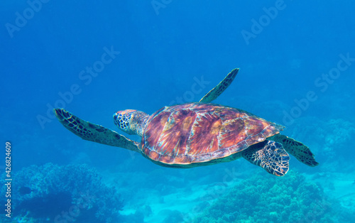 Sea turtle swimming in blue water. Sea turtle in blue water. Friendly marine turtle underwater photo. Oceanic animal in wild nature. Summer vacation activity. Snorkeling or diving banner template.