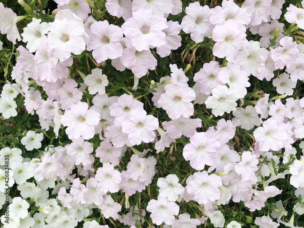Group of white petunia flower in the garden. Group of white petunia flower in the garden.