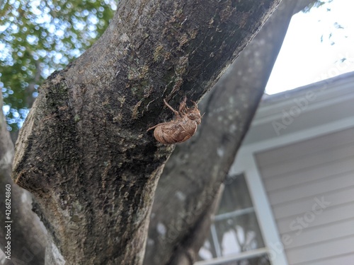 locust shell on tree