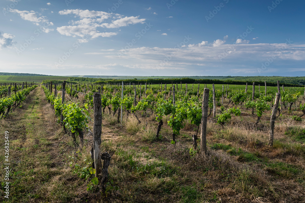 Landscape of rows in the vineyard, Bulgaria