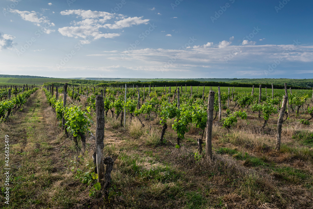 Landscape of rows in the vineyard, Bulgaria Landscape of rows in the vineyard, Bulgaria