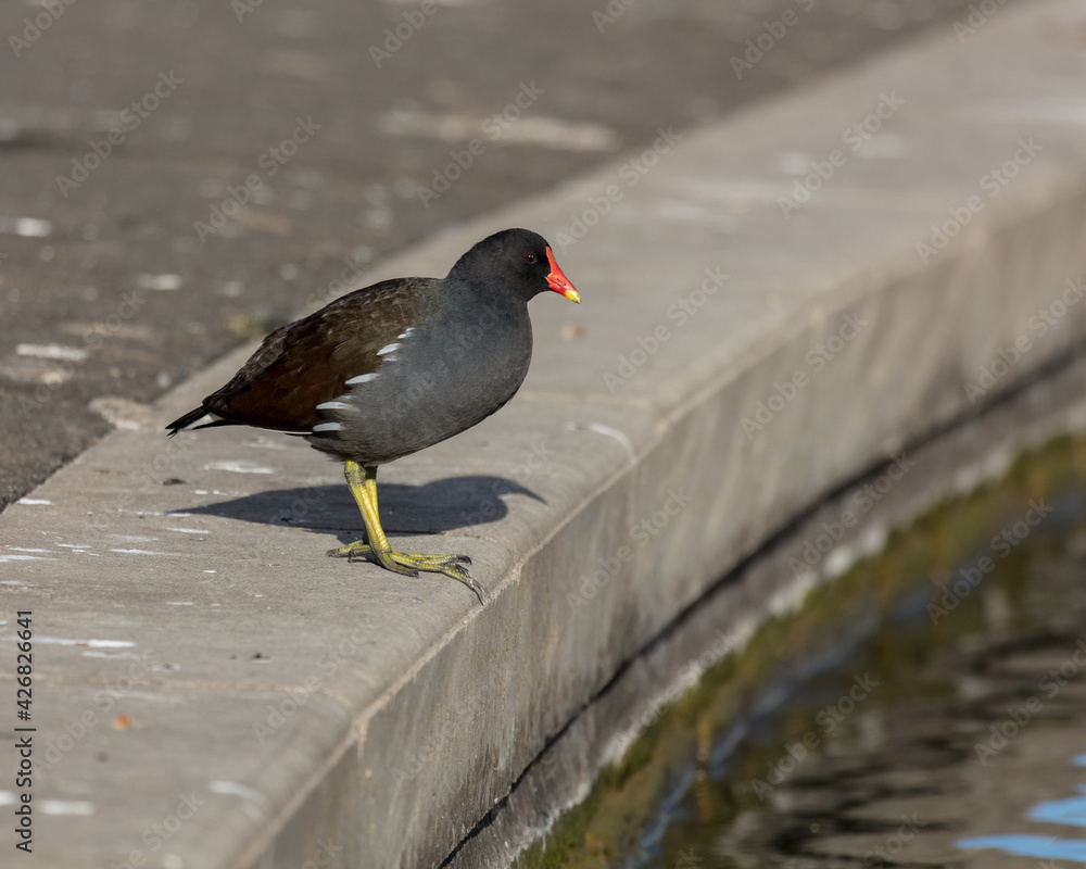 Obraz premium Moorhen, bird, at the edge of a man made lake.