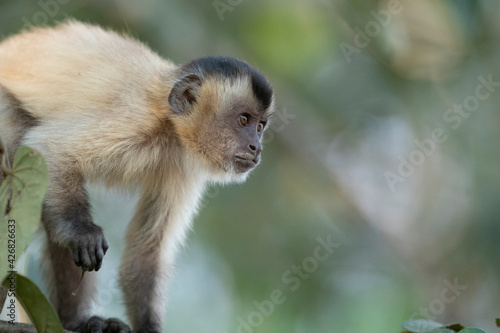 The Hooded capuchin monkey (Cebus apella cay) © Johannes Jensås