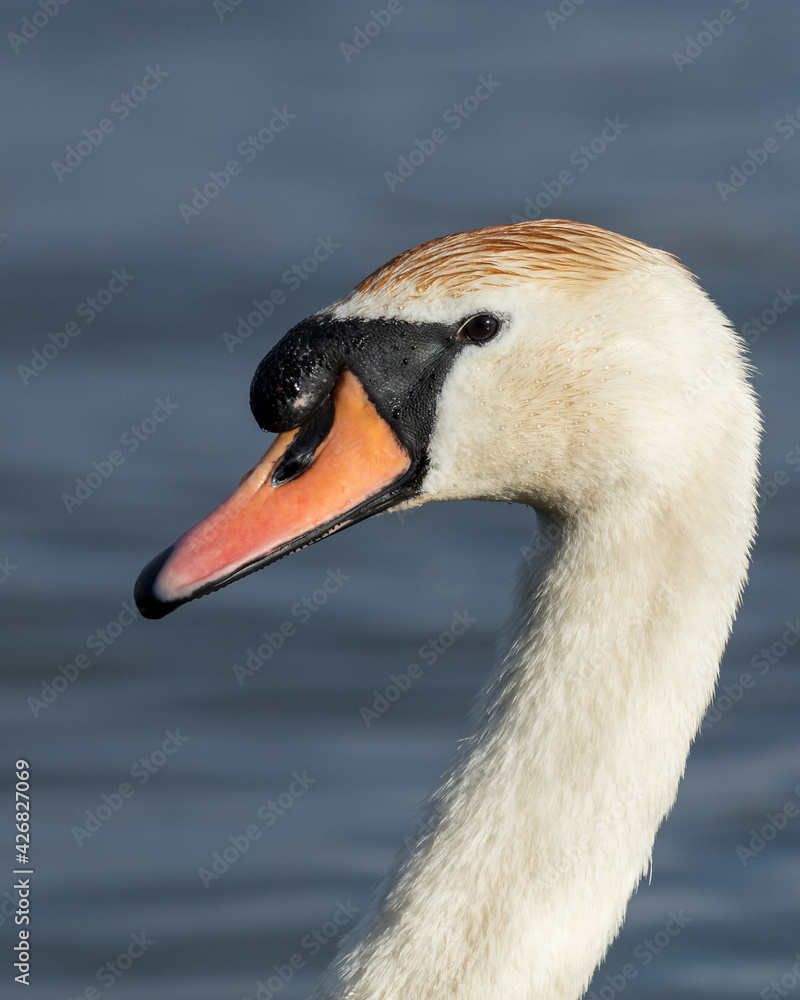 Portrait of a Mute Sawn. A large white bird swimming on a pond. Portrait of a Mute Sawn. A large white bird swimming on a pond.