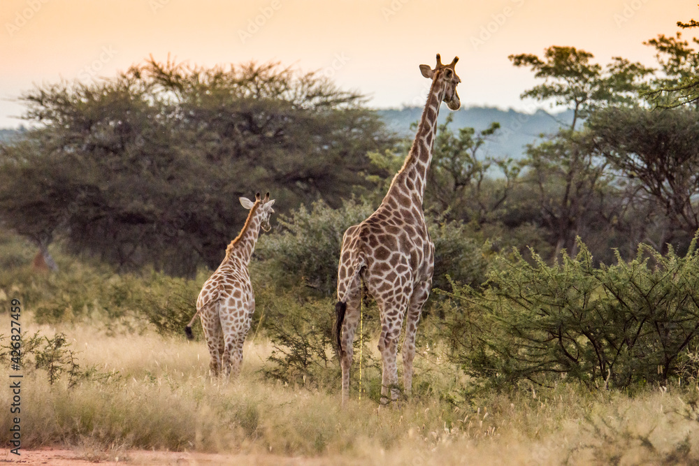 Fototapeta premium Girafe