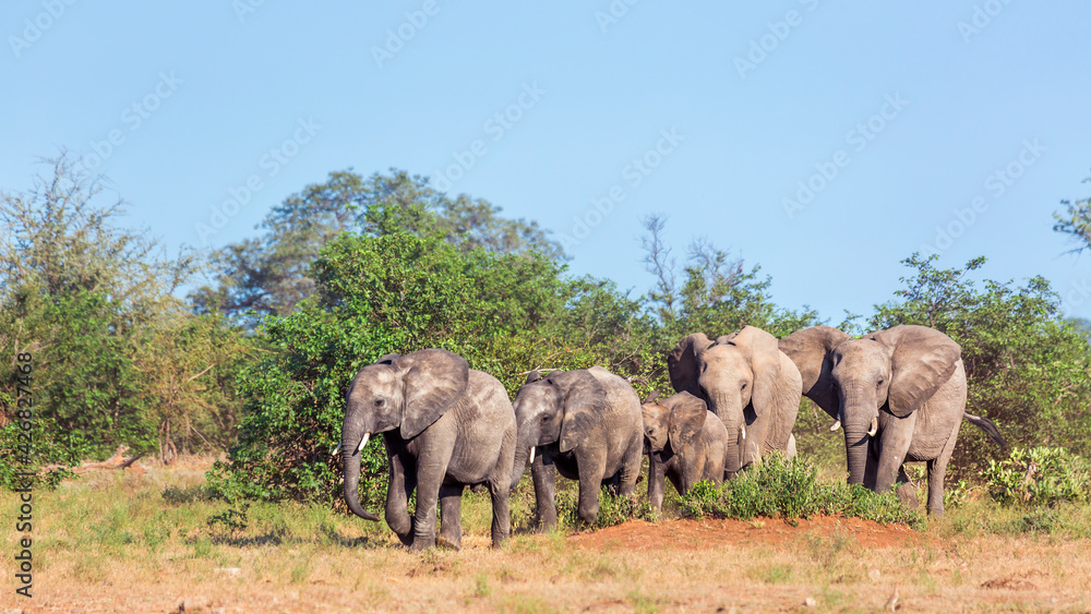 Small group of African bush elephants walking in savanah in Kruger National park, South Africa ; Specie Loxodonta africana family of Elephantidae