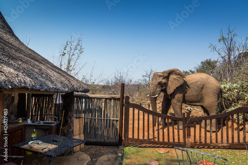 African bush elephant walking close to a bush house in Kruger National park, South Africa ; Specie Loxodonta africana family of Elephantidae