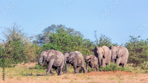 Small group of African bush elephants walking in savanah in Kruger National park, South Africa ; Specie Loxodonta africana family of Elephantidae