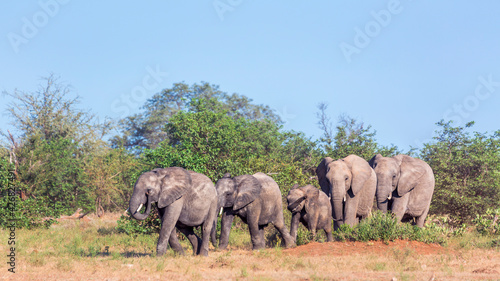 Small group of African bush elephants walking in savanah in Kruger National park  South Africa   Specie Loxodonta africana family of Elephantidae
