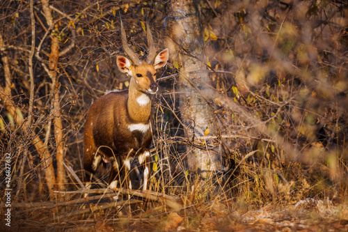Cape bushbuck male hidding in the bush in Kruger National park, South Africa ; Specie Tragelaphus sylvaticus family of Bovidae photo