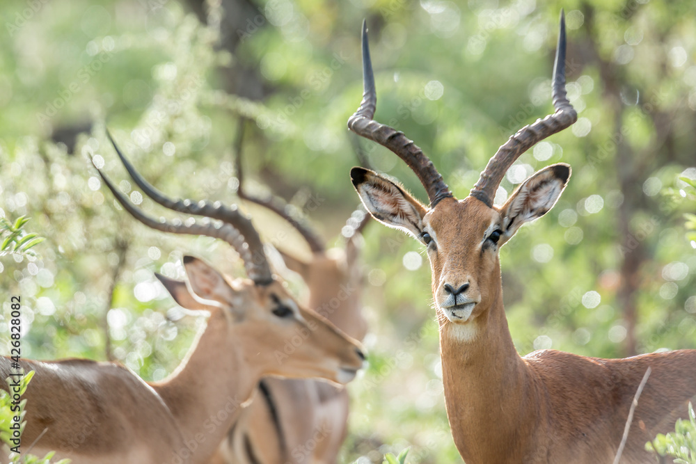 Naklejka premium Common Impala horned male with backlit natural background in Kruger National park, South Africa ; Specie Aepyceros melampus family of Bovidae