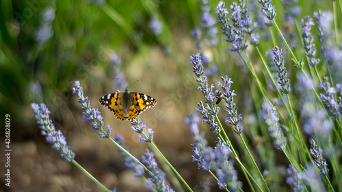 
Una mariposa se alimenta de las flores de lavanda en un campo cultivado con fines industriales
