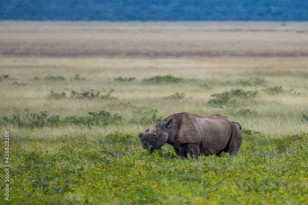 Rhinocéros noir Rhinocéros noir