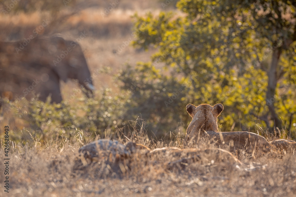 African lion watching an elephant walking close in Kruger National park, South Africa ; Specie Panthera leo family of Felidae African lion watching an elephant walking close in Kruger National park, South Africa ; Specie Panthera leo family of Felidae