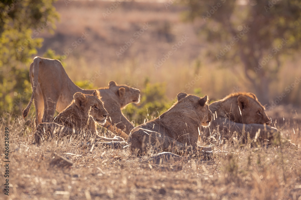Fototapeta premium Pride of African lions waking up in Kruger National park, South Africa ; Specie Panthera leo family of Felidae