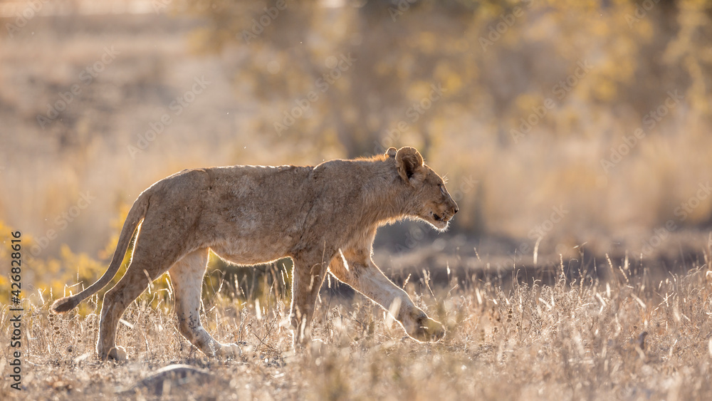 Young African lion walking in backlit savannah in Kruger National park, South Africa ; Specie Panthera leo family of Felidae Young African lion walking in backlit savannah in Kruger National park, South Africa ; Specie Panthera leo family of Felidae