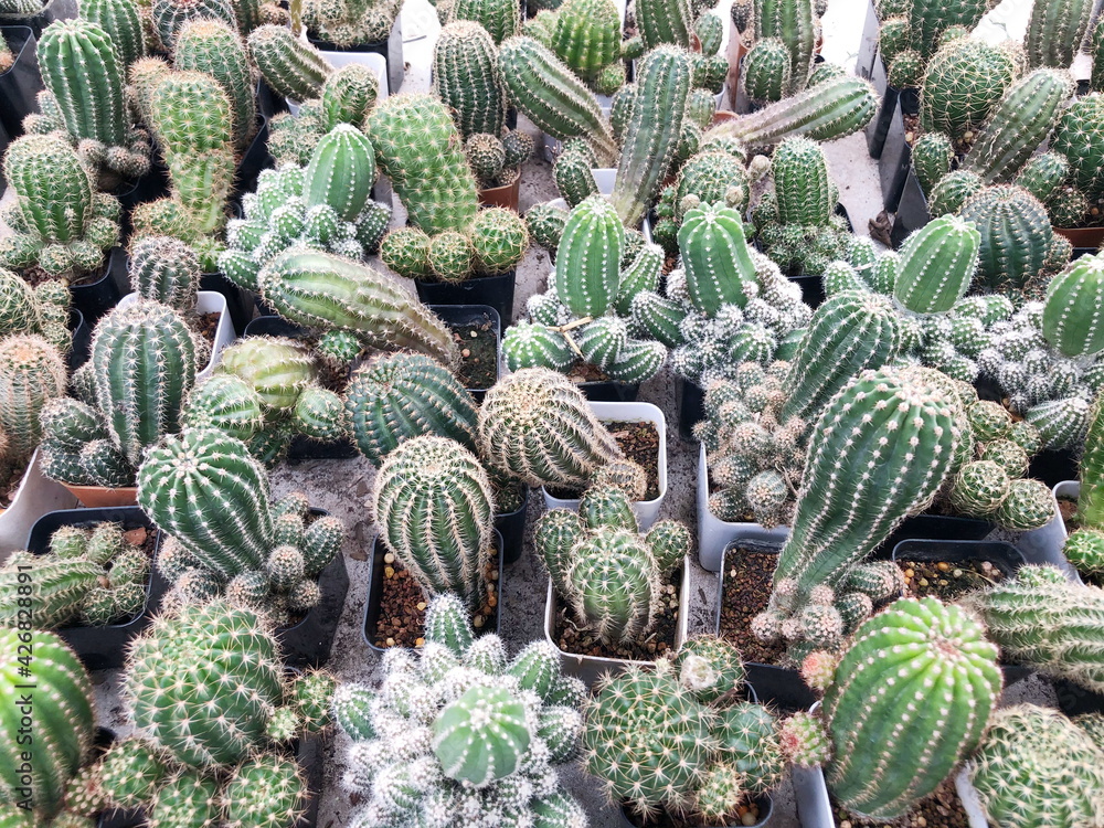 Collection of young cactus in pots. Cactus plants at the nursery. Potted cactus house plants . Collection of young cactus in pots. Cactus plants at the nursery. Potted cactus house plants .