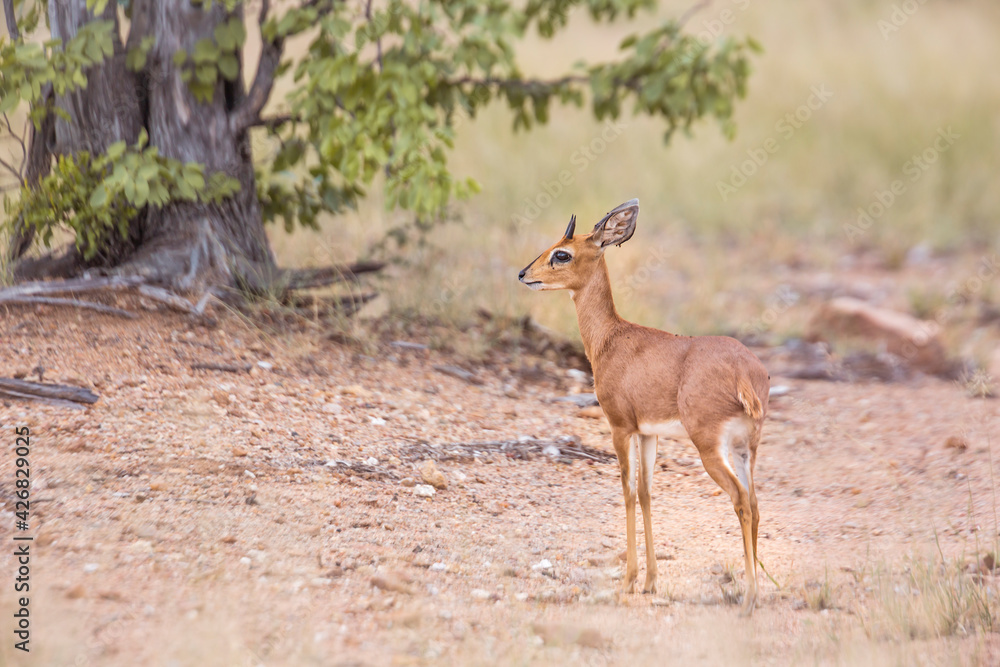 Steenbok standing in alert in Kruger National park, South Africa ; Specie Raphicerus campestris family of Bovidae Steenbok standing in alert in Kruger National park, South Africa ; Specie Raphicerus campestris family of Bovidae