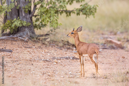 Fototapeta Naklejka Na Ścianę i Meble -  Steenbok standing in alert in Kruger National park, South Africa ; Specie Raphicerus campestris family of Bovidae