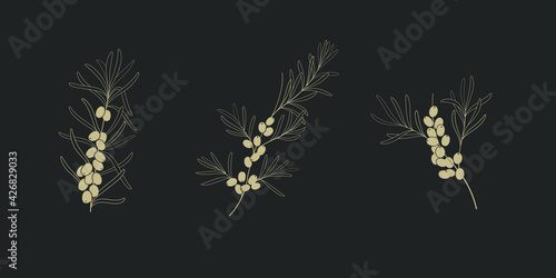 Branch of sea buckthorn. Contour vector naturalistic illustration.
