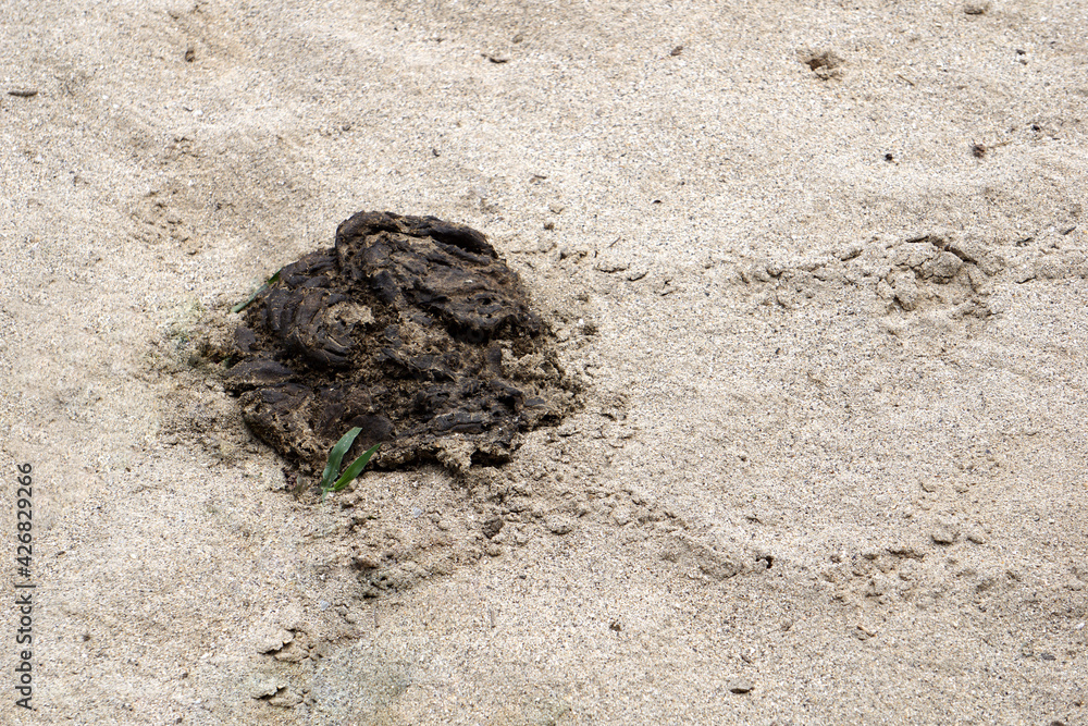 Cow dung dry on the ground. Processing feces into natural fertilizers
