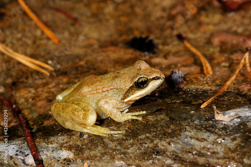 Pyrenean frog // Pyrenäenfrosch (Rana pyrenaica) photo