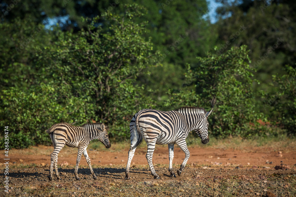 Naklejka premium Plains zebra mother and baby walking in savanah in Kruger National park, South Africa ; Specie Equus quagga burchellii family of Equidae