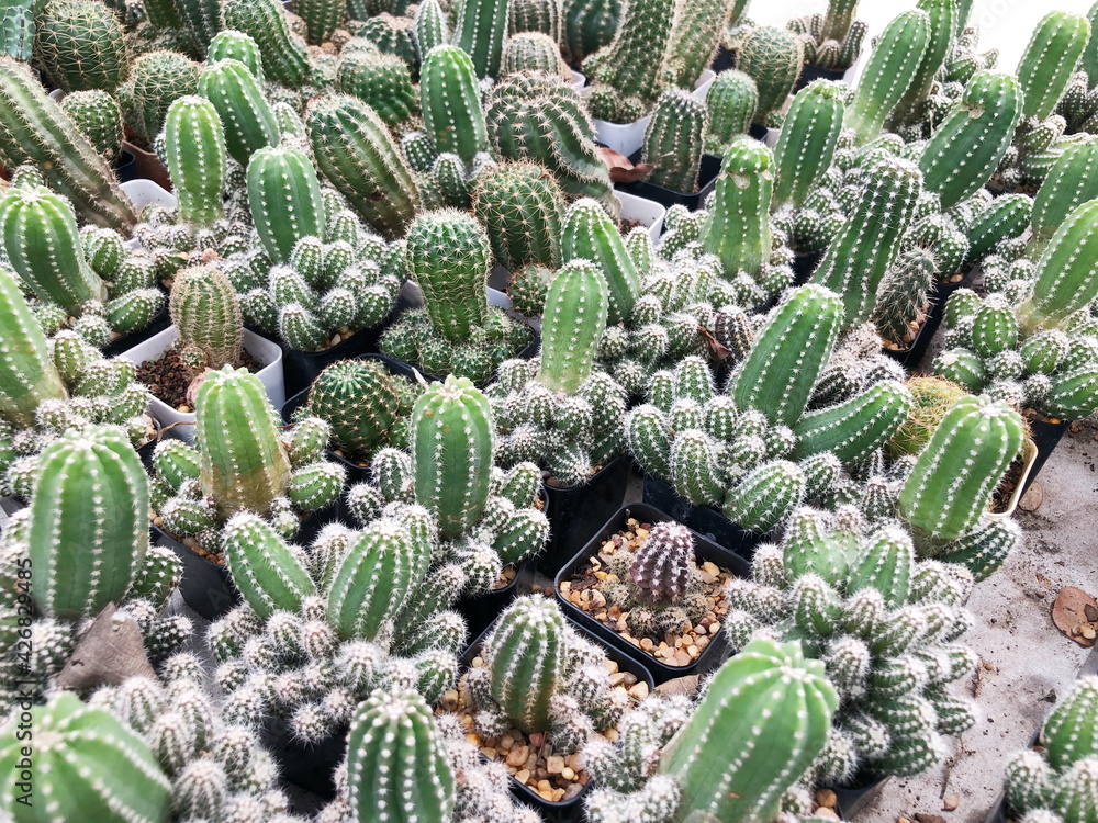 Collection of young cactus in pots. Cactus plants at the nursery. Potted cactus house plants . Collection of young cactus in pots. Cactus plants at the nursery. Potted cactus house plants .
