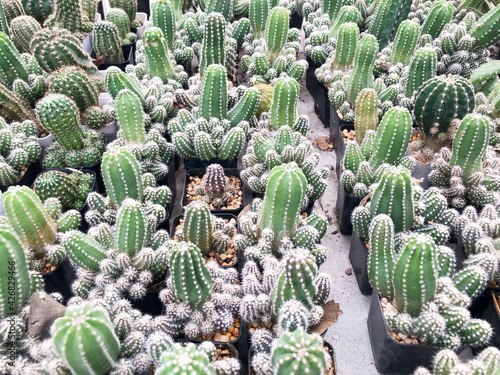 Collection of young cactus in pots. Cactus plants at the nursery. Potted cactus house plants . 
