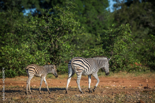 Plains zebra mother and baby walking in savanah in Kruger National park  South Africa   Specie Equus quagga burchellii family of Equidae