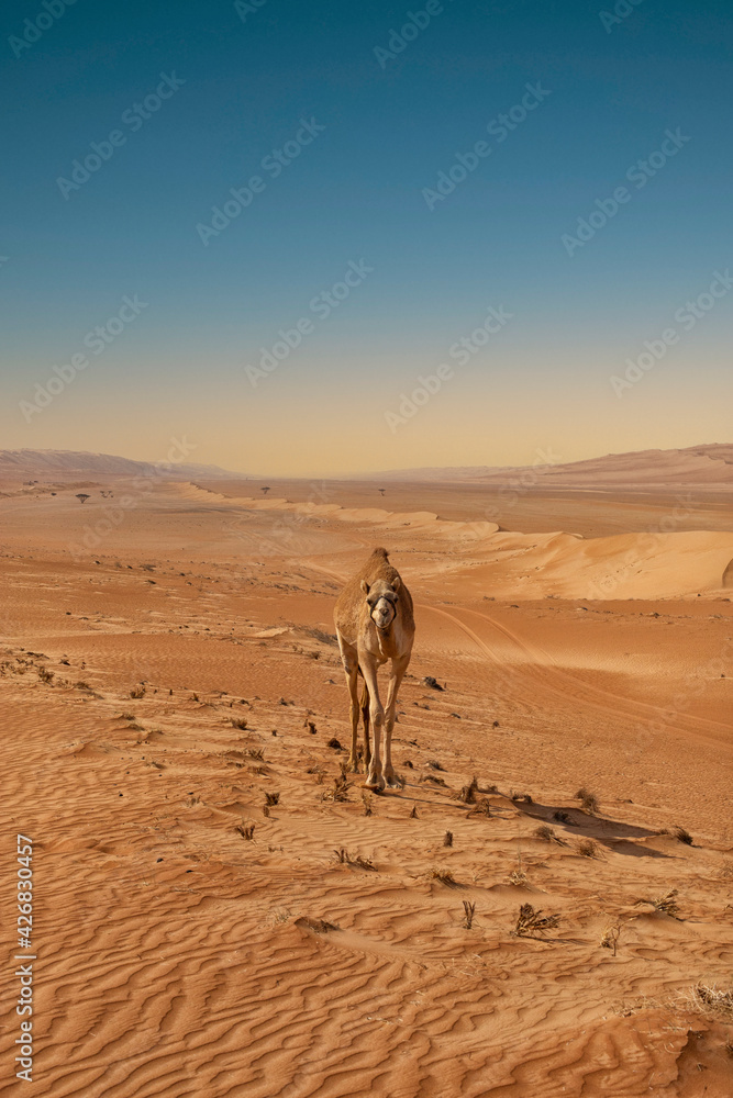 Camels in the desert