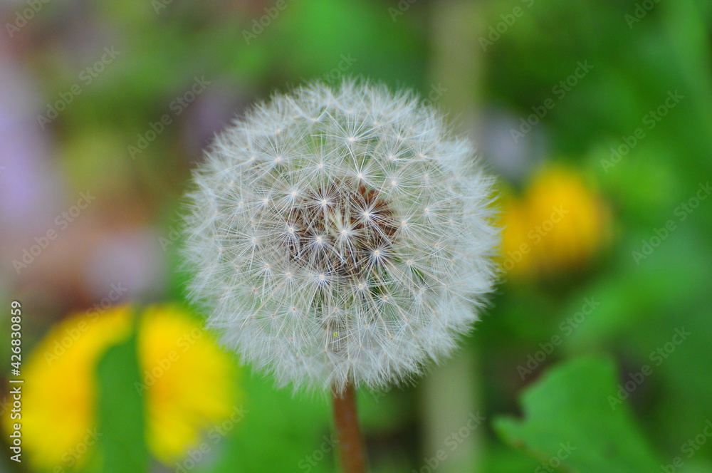 Fototapeta premium タンポポの綿毛 Dandelion fluff 