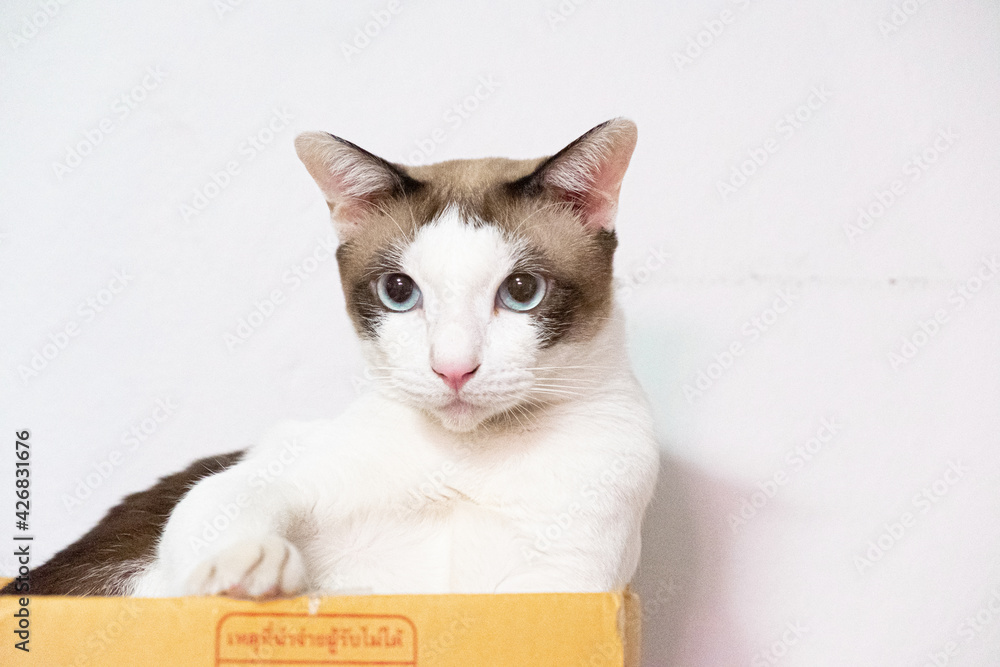 Closeup Shot Of A cute Cat sitting In A Cardboard Box On A White wall