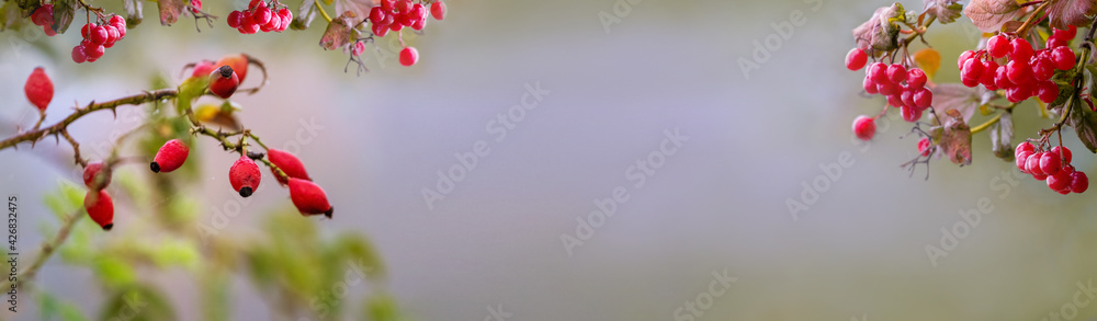 Banner, autumn background with berries rose hips and viburnum and free space to insert text