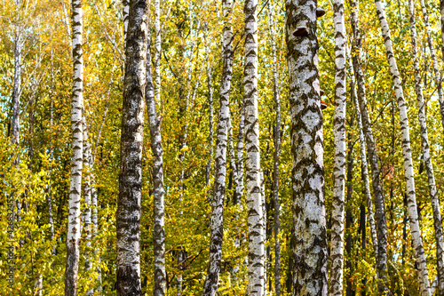 Autumn background. Birch trunks in the autumn forest