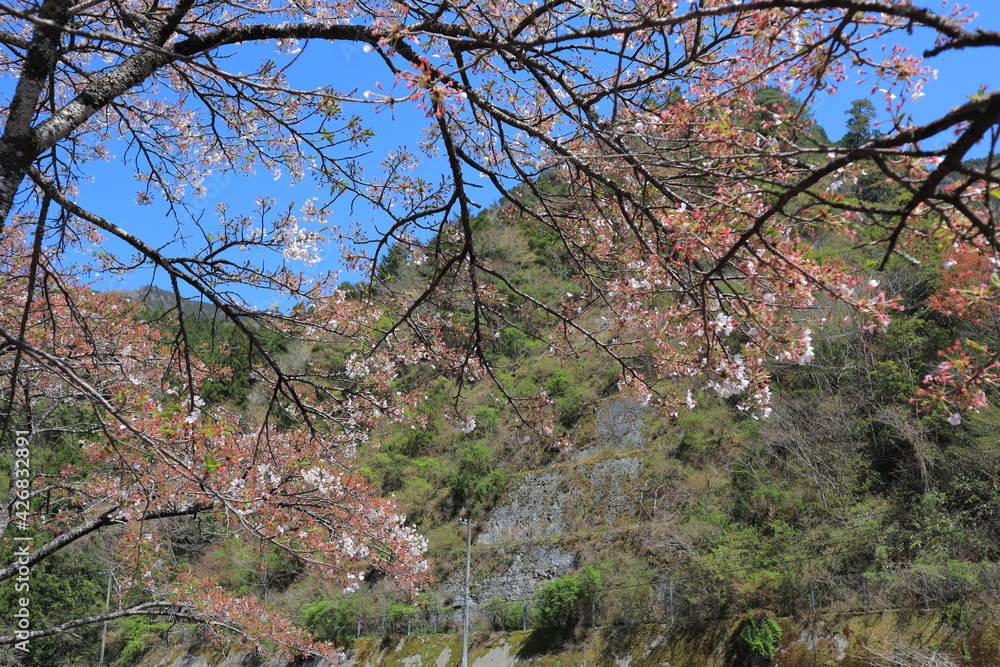 鮮やかな花 鮮やかな花