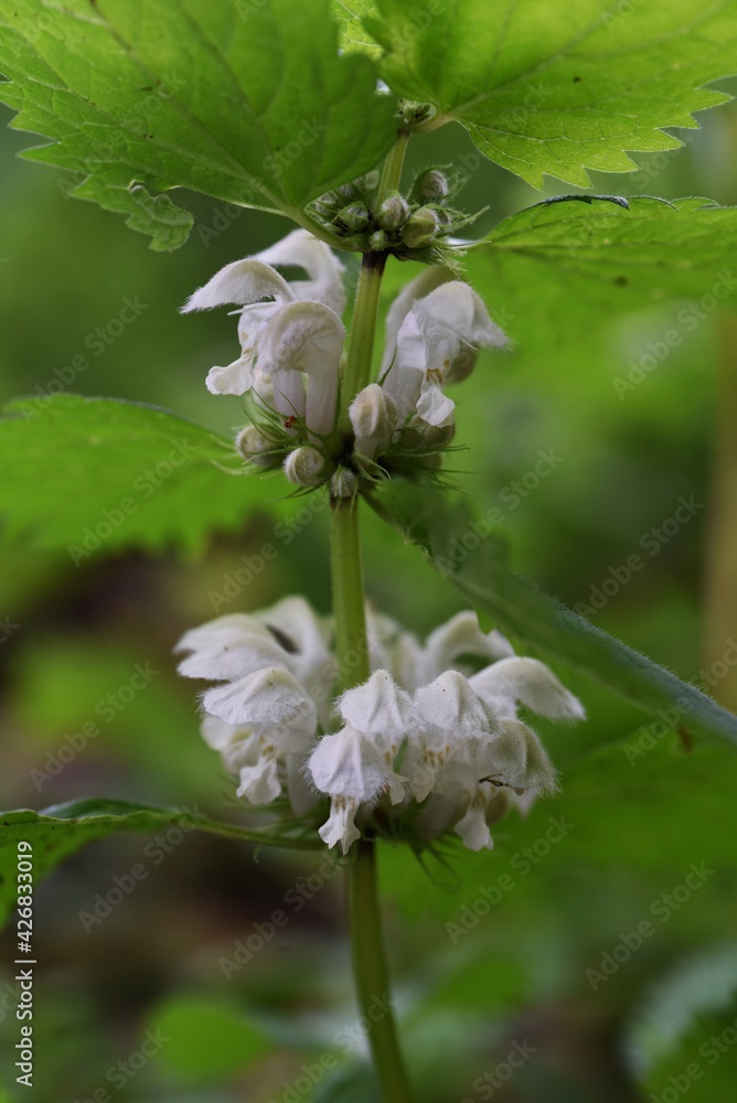 Dead -nettle is a perennialおfLamiaceae and grows in the half-shade of the field. Dead -nettle is a perennialおfLamiaceae and grows in the half-shade of the field.