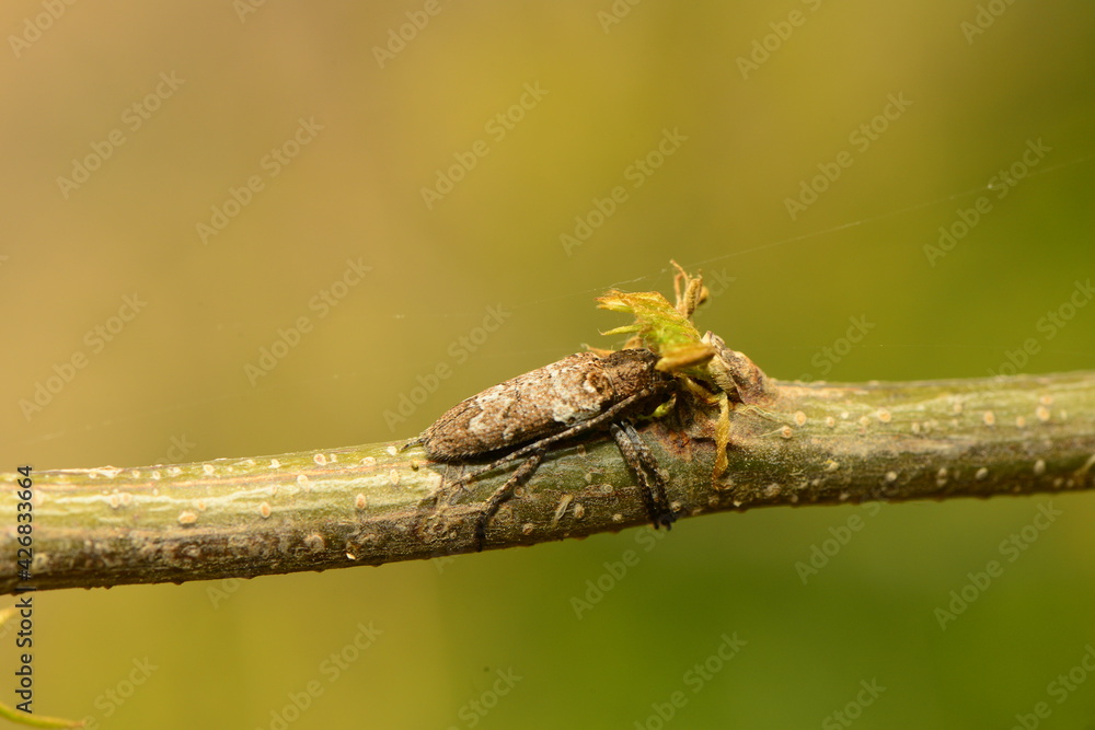 macro shot of an insect macro shot of an insect