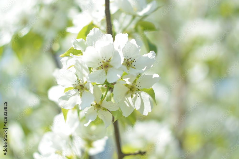Fototapeta premium White flowers of a blooming apple tree branch on a blurry spring background in garden, bokeh effect, selective focus