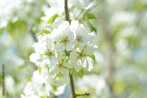 White flowers of a blooming apple tree branch on a blurry spring background in garden, bokeh effect, selective focus