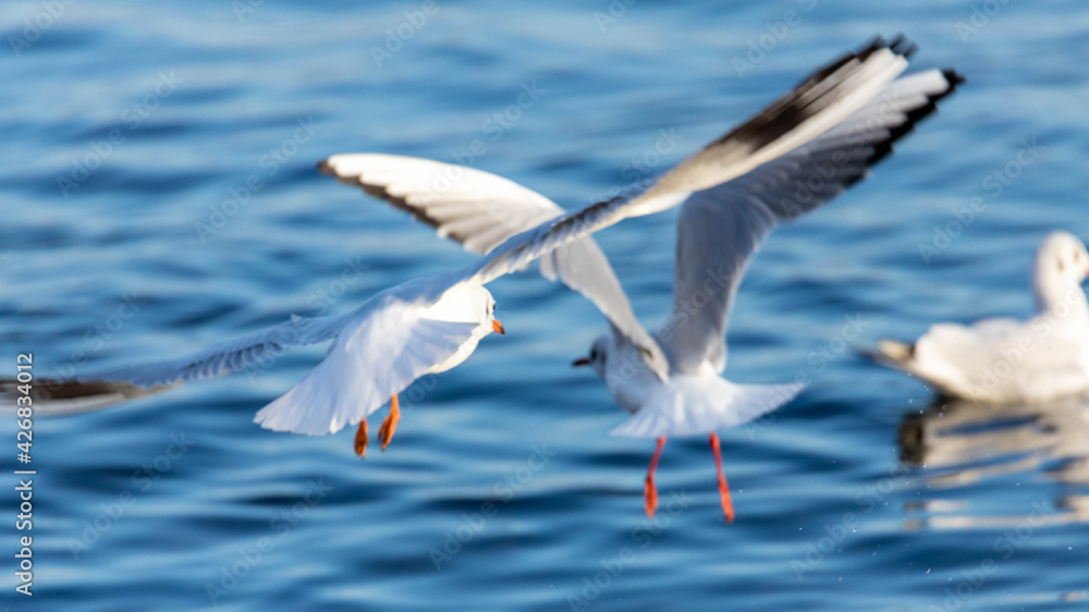 Fototapeta premium Mewy w Gdyni