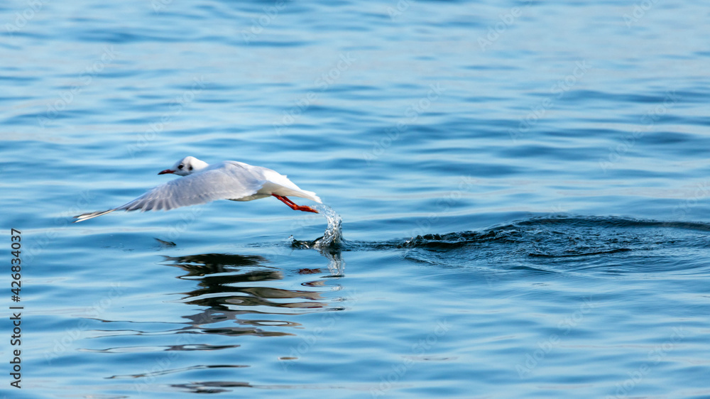 Fototapeta premium Mewy w Gdyni